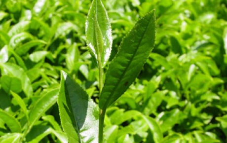 Muratlı, organik çay üretimine hazırlanıyor