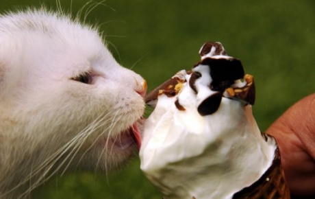 Yavru Van kedilerine dondurma