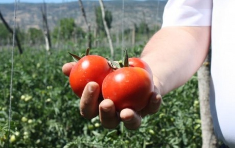 Kazovada domates hasadı moralsiz başladı