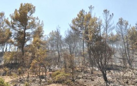 Anız yangını 4 hektarı kül etti