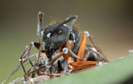 Çılgın karınca alarmı
