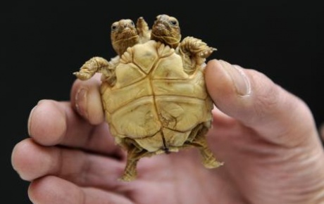 İki kafalı kaplumbağa!