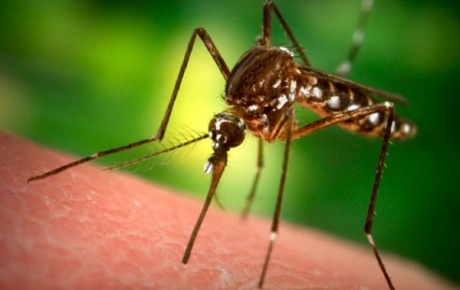Sivrisinekle mücadele başladı