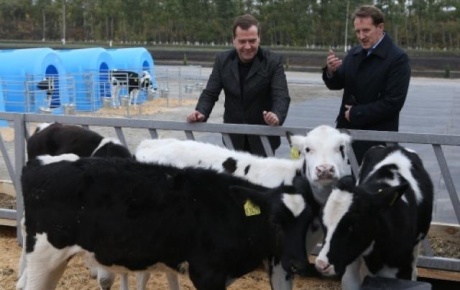 Medvedev sığırları inceledi