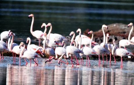Flamingo cenneti