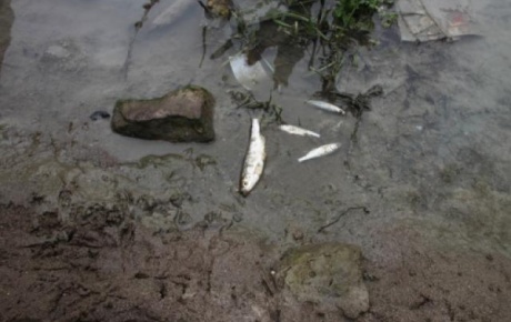 Derede balık ölümleri