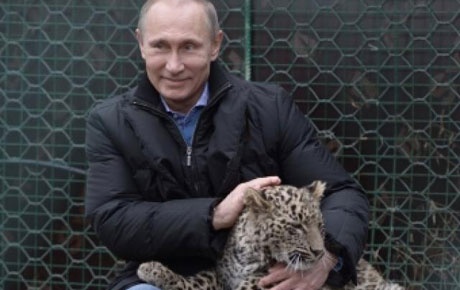 Putinin sevdiği leopar, kameramana saldırdı