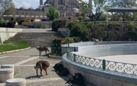 Selimiye Camiinin etrafında köpekler cirit atıyor