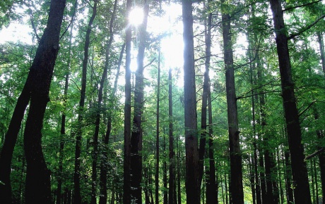 Ormanlık alanlar enerji santrallarına açılıyor!