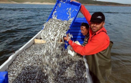Yozgattan Avrupaya balık ihracatı