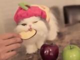 Elma yiyen kedi
