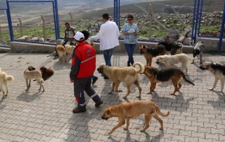 750 köpek Büyükşehir korumasında