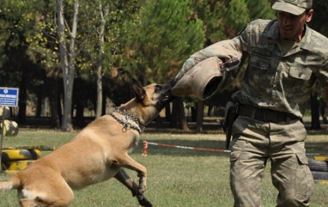Bomba avcısı köpeklerden nefes kesen gösteri