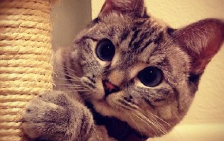 Instagramın fenomen kedisinin 1 milyonu aşkın takipçisi var
