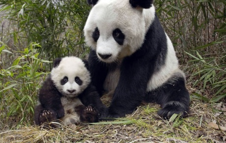 Çinden Fransaya kiralık panda