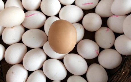 Her gün 75 kuruşluk yumurta kalbi koruyor
