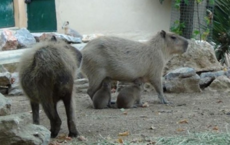 Kapibara 2 yavru doğurdu
