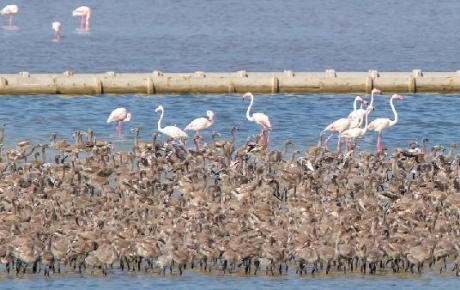 İzmir Kuş Cennetinden güzel haber