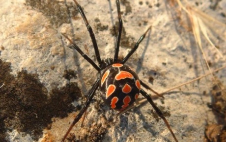 Rusyada öldürücü örümcek tespit edildi