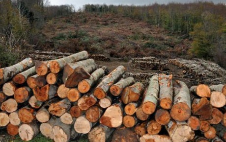 43 bin ağaç kesilecek!