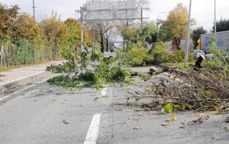 CHPli belediyeden ağaç katliamı