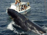 Dünyanın en büyük balinası