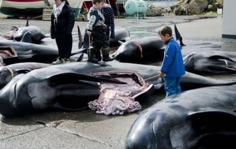 Sahile vuran 25 balina öldü