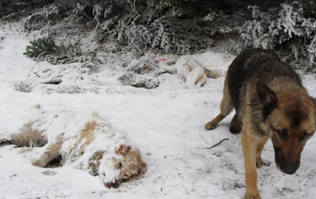 Dağa terk edilen köpekler donarak öldü