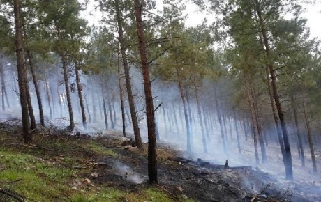 Bayramiçte 1 hektarlık ormanlık alan yandı