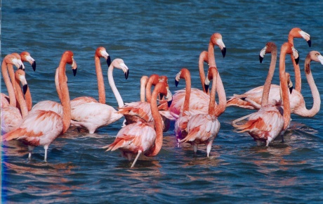 Flamingolar için özel ada