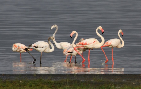 Flamingolar erken geldi