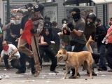 Yunanistanın protestocu köpeği