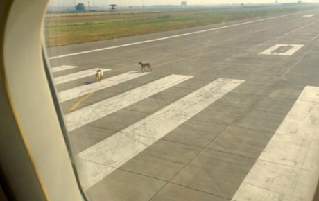 Piste çıkan köpekler uçağı pas geçirdi