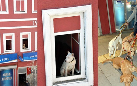 Erzurumlu köpeklerine ev kiraladı