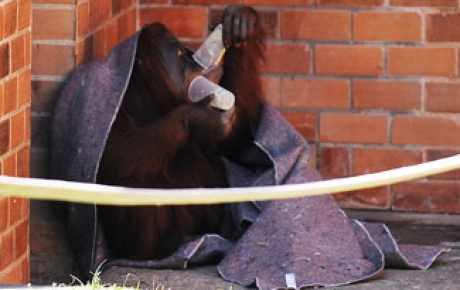 Üşüyen orangutana çorba