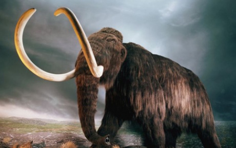 40 bin yıllık mamut
