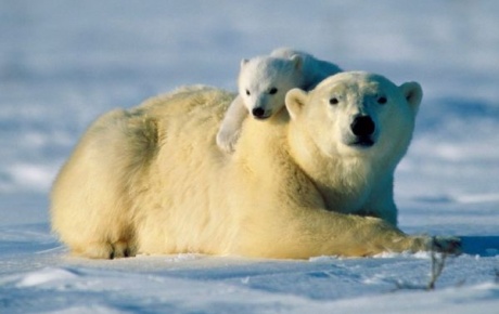 Kutup ayıları küçüldü