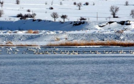 Kuğular, Rusyadan Van Gölüne geldi