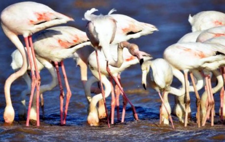 Flamingolar Bodrumu sevdi