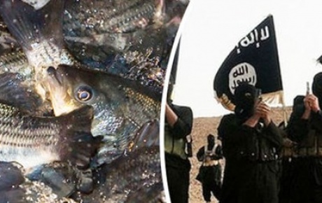 IŞİDin yeni gelir kaynağı: Balık ve araba