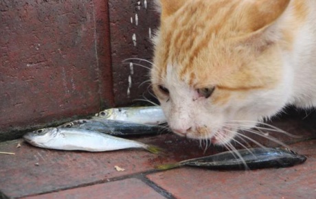 Balıkçılar, kedileri istavritle besliyor