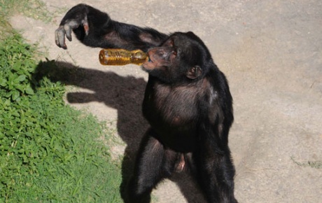 Çay tiryakisi şempanzeler