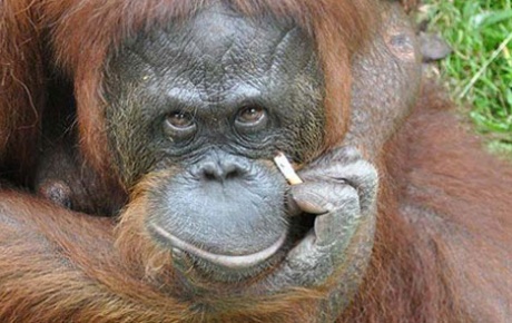 Tiryaki orangutana sigara yasağı