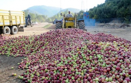 500 bin ton elma çöpe gidiyor