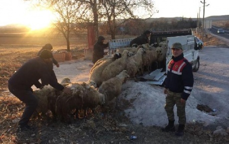 Elazığda çalınan 40 koyun Diyarbakırda bulundu