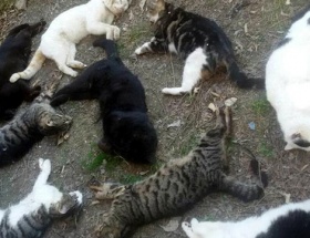 Antalyada kedi katliamı, Rus gözaltında