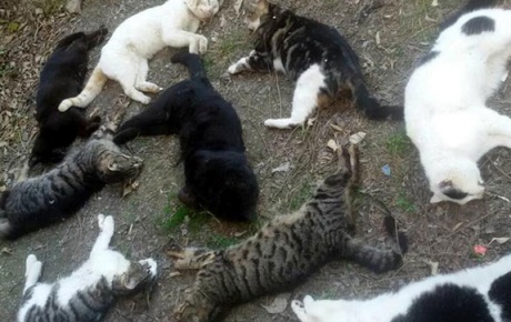Antalyada kedi katliamı, Rus gözaltında