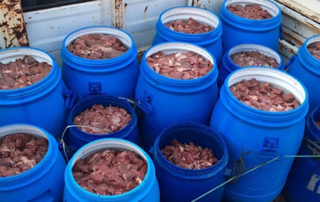 Satışa hazır 5 ton domuz eti ele geçirildi