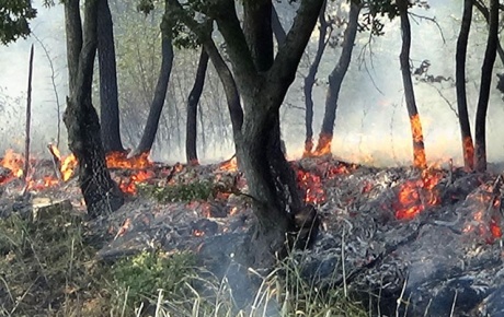 Tarım arazisindeki yangın ormanı da yaktı