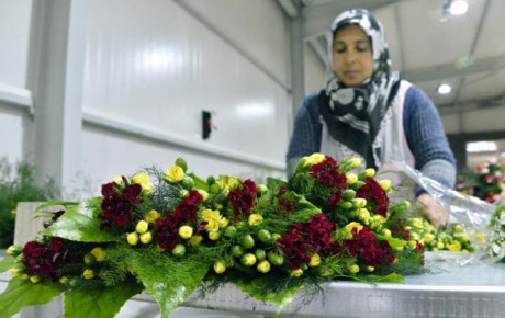 Noel çiçekleri Antalyadan Avrupaya dağıtılıyor